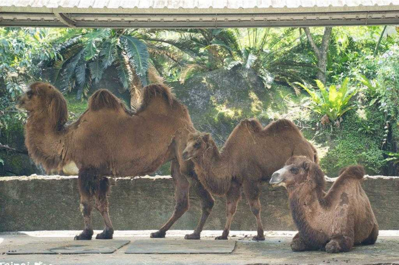 雙峰駱駝換季時，外表東一塊光滑、西一塊毛茸茸，常常被誤以為是皮膚疾病，其實是正在換上有助於夏天散熱的短毛。（圖／翻攝畫面）