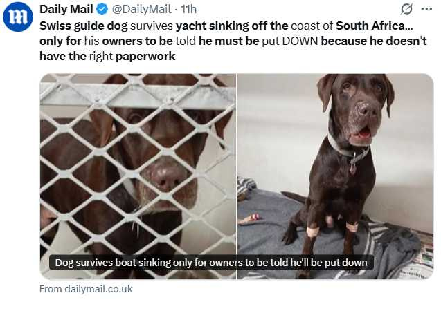 阿奇因缺乏入境文件，一度被當局下令安樂死，引發社會強烈反彈。（圖／翻攝自X，@DailyMail）