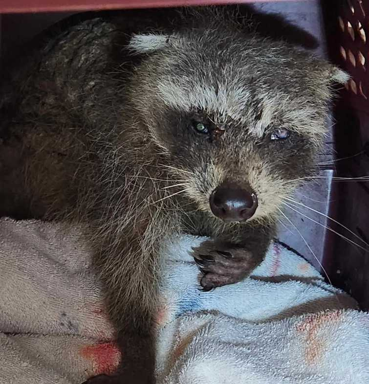 (圖/翻攝自臉書,Halfway Home Wildlife Rehab)