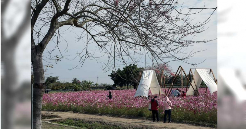 台南市西港區金砂社區向台糖承租花旗木旁約1.8公頃土地，種植向日葵、波斯菊等，近期花海已綻放，吸引不少遊客拍照。（圖／台南市政府提供／中國時報洪榮志台南傳真）