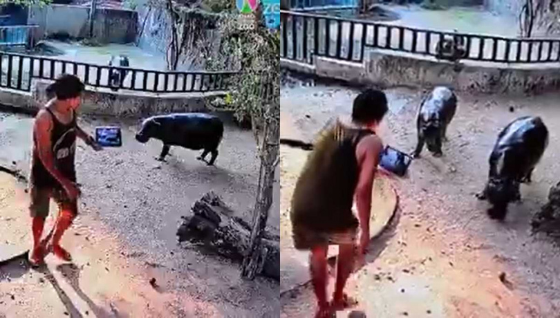 Moo Deng與母親在欄舍內遭陌生男子闖入拍攝。（圖／翻攝自X／@zaibi0117）