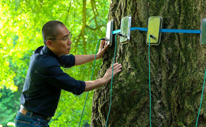 梁朝偉《你是不會當樹嗎》助銀杏樹完成第一次的「性體驗」。（圖／海鵬提供）