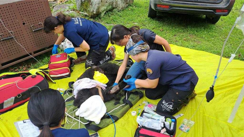 台灣黑熊傷勢不樂觀，野灣團隊現場緊急醫療處置。（圖／林業保育署台東分署提供）