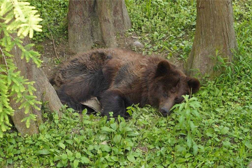 台北動物園棕熊「小喬」疑腫瘤復發，園方啟動安寧照護評估。（圖／台北市立動物園）