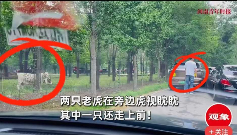 影片可見兩隻白虎逐步逼近下車遊客,距離僅剩數公尺。