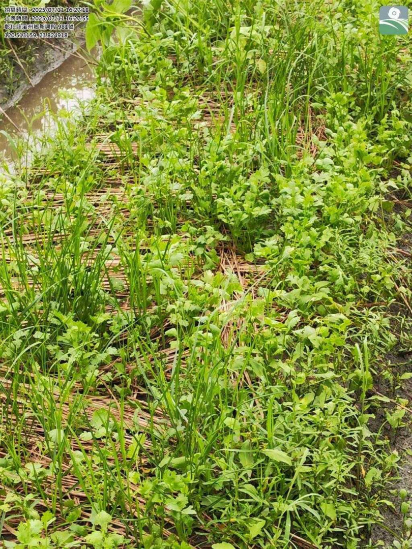 農民的香菜田在今年丹娜絲颱風及0708豪雨過後損失慘重。（圖／翻攝畫面）