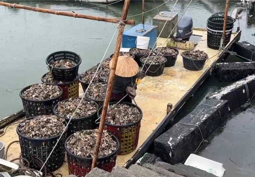 雲林縣沿海地區6日出現風雨，有些漁民前往近海搶收牡蠣，減少颱風造成的損失。（圖／中國時報張朝欣攝）