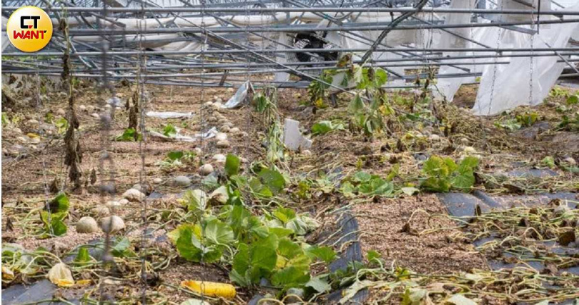 正是收成期的瓜果被颱風辣手摧殘下，只能淪為落果肥料。（圖／黃威彬攝）