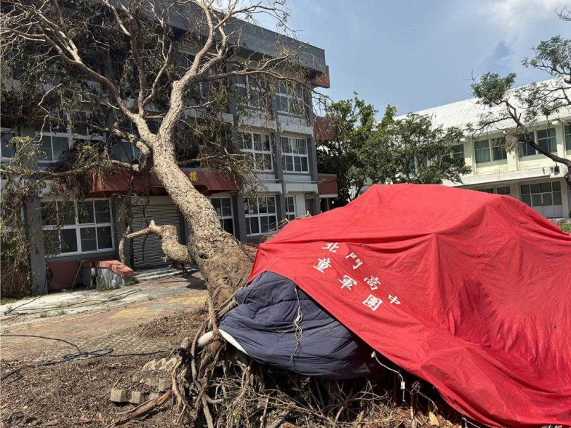 北門高中的百年校樹被丹娜絲颱風吹倒，師生和校友發起救援行動，在根部保濕維持其生命進行後續救援。（圖／北門高中提供）