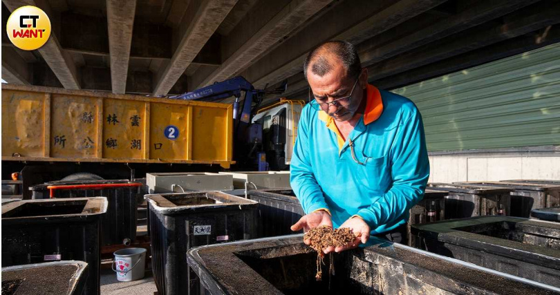 被聯合國喻為「大自然清道夫」的黑水虻（Black Soldier Fly），因其強大的繁殖速度及分解廚餘的能力，廣受國際重視。（圖／CTWANT攝影組）