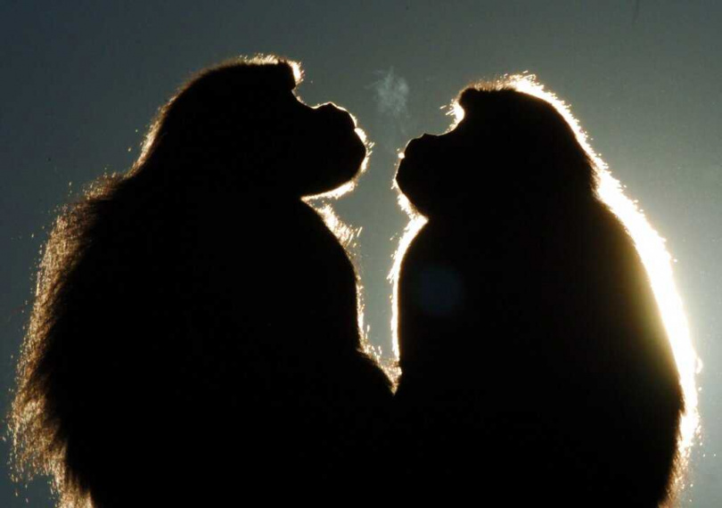 人類、黑猩猩與倭黑猩猩皆具有親吻行為,顯示此行為源於共同祖先。