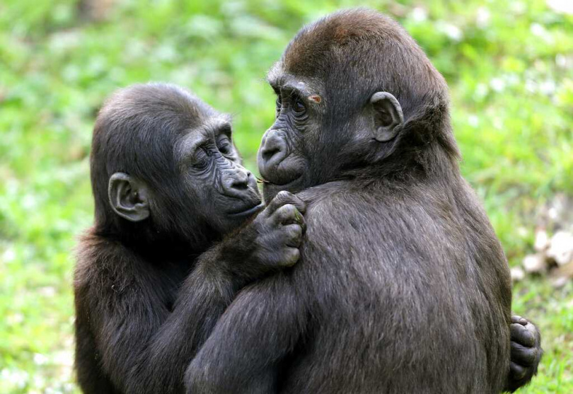 兩隻猴子親密碰觸嘴部,符合科學家對「非攻擊性口對口接觸」的親吻定義。