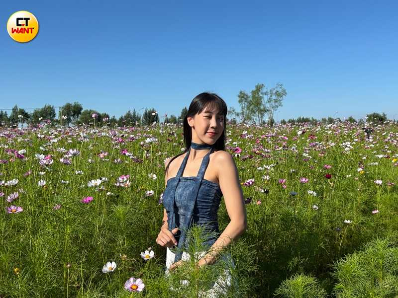 大黑河郊野公園粉白相間的格桑花海，是著名的網紅打卡景點。（圖╱王若攝）