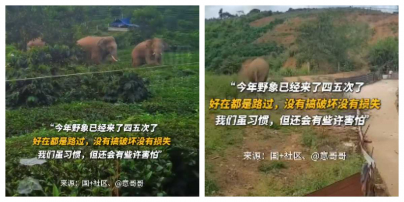 西雙版納平均每日有逾50頭野象活動，居民需時刻留意預警資訊。（圖／翻攝自微博，封面新聞）