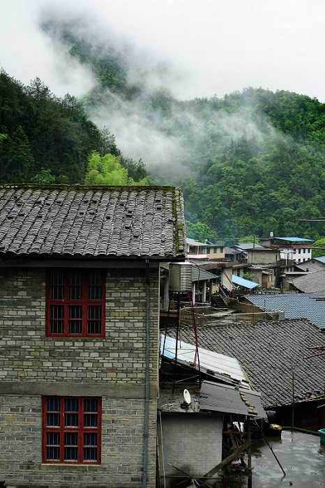 海拔1000公尺以上的桐木村是世界紅茶的發源地。（圖／吳德亮攝）