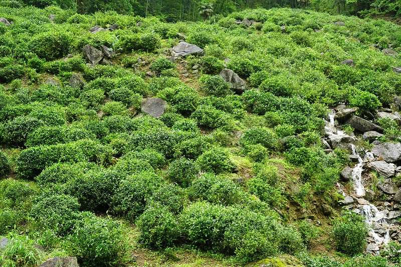 桐木村岩石纍纍的茶園種植的小葉紅茶。（圖／吳德亮攝）