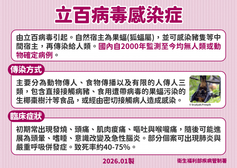 果蝠（狐蝠屬）為立百病毒的主要自然宿主，透過排泄物污染椰棗汁等途徑傳播病毒。（圖／疾管署提供）
