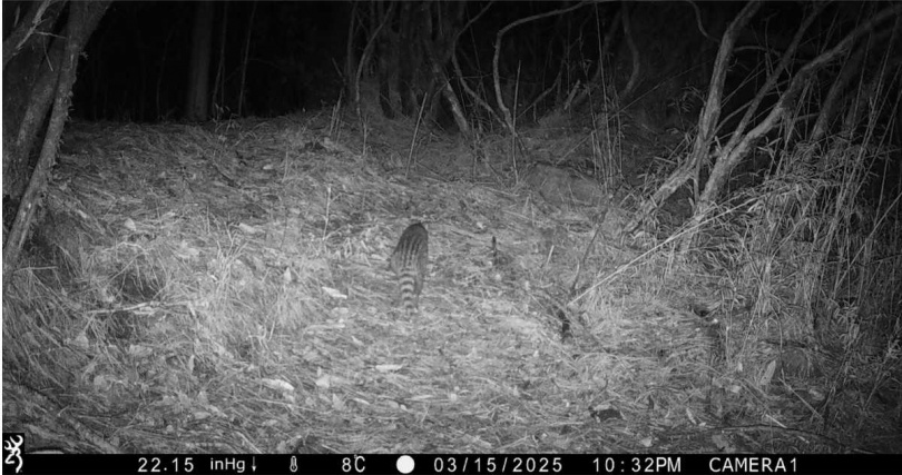 玉山園區海拔2600公子以上記錄到麝香貓蹤影。（圖／玉管處提供）