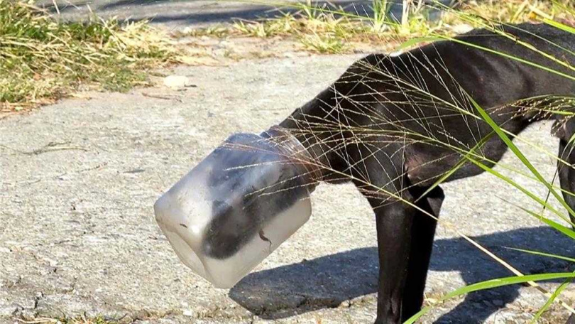 黑狗疑似在覓食時，不慎將頭部卡入塑膠空桶內，導致無法進食與喝水。（圖／民眾提供）