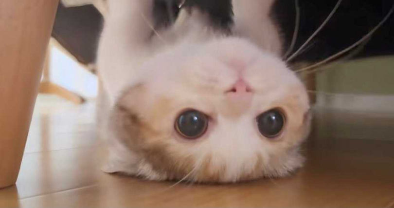 （圖／翻攝自小紅書）