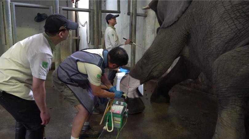 「美代」脫水、體溫偏高，獸醫立即輸液、補充水分與電解質。（圖／台北市立動物園提供）