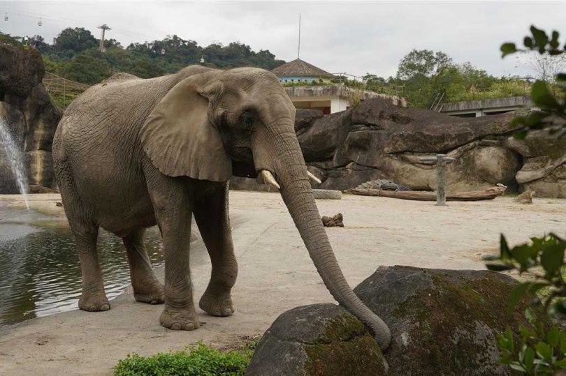 「美代」6月3日出現情緒與行為異常，並顯現出緊張及退縮反應，同時伴隨體溫升高。（圖／台北市立動物園提供）