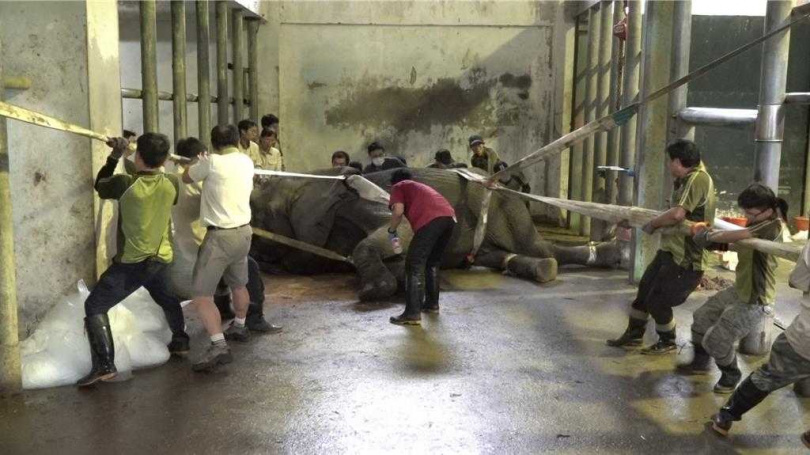 動物園徵求國際AZA大象專家意見，並緊急就相關資訊研判，確認「美代」已無法恢復正常生理機能，持續治療恐加劇其痛苦，經審慎評估決定人道處置。（圖／台北市立動物園提供）