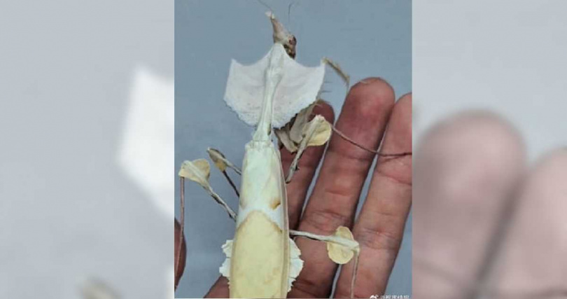 孟姓鄰居飼養的寵物螳螂為「魔花螳螂」。（圖／擷取自「都市快報」微博）