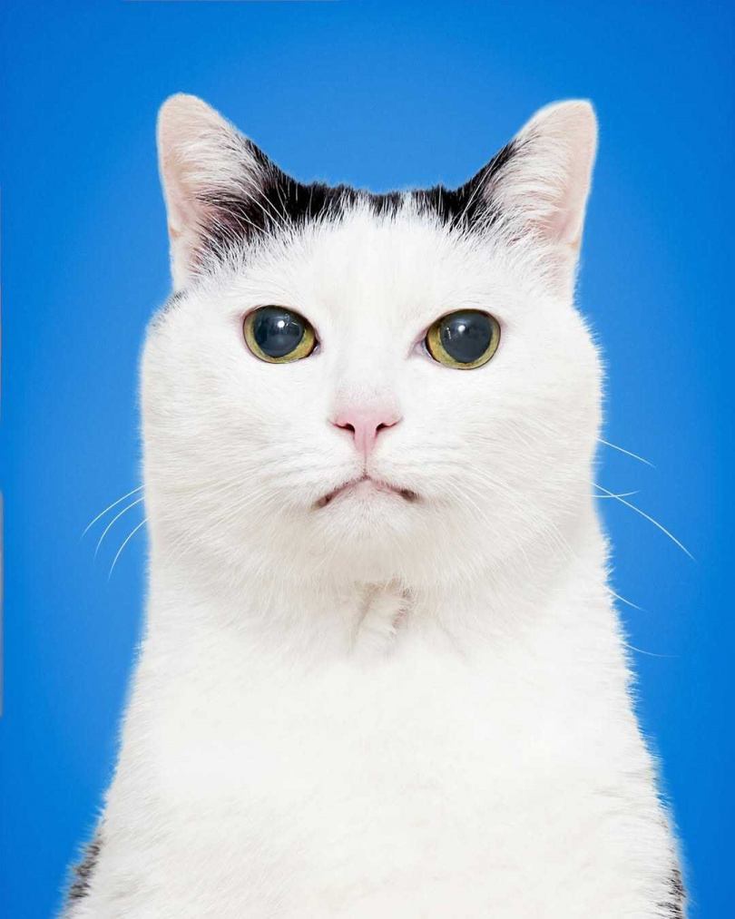 福田是一隻天使貓咪，會注意到主人們的心情變化。（圖／鶴The Crane提供）