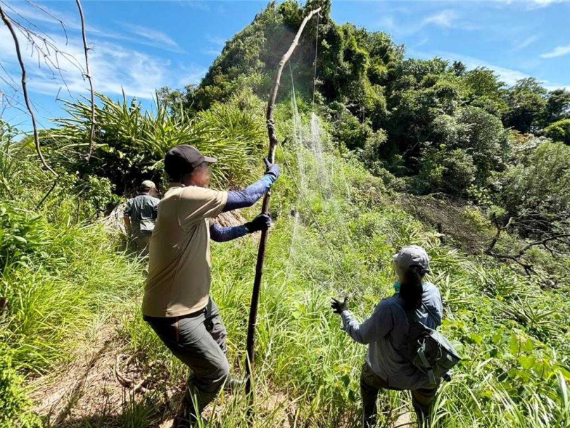 動保所表示，執行團隊分別從不同山頭進行鳥網移除，在移除期間驚見4隻黑鳶吊掛在鳥網上。（圖／基隆市動保所）