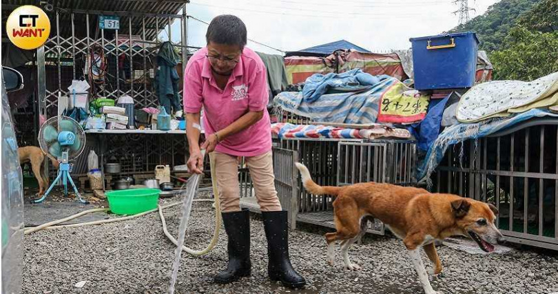 不少「愛爸」、「愛媽」發揮一己之力餵食流浪犬貓，如今卻恐因修法面臨罰則，如何取得平衡，尚待社會凝聚共識。圖非當事人。（圖／CTWant攝影組）