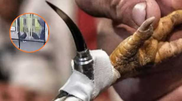 參加鬥雞比賽的雞隻腳部常綁有鋒利金屬刀片，一旦攻擊極具殺傷力。（圖／翻攝自Panamericana TV）