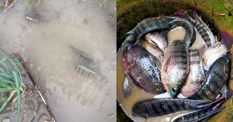 北苗民眾家裡菜園出現魚隻。(圖/翻攝自臉書/苗栗大小事)