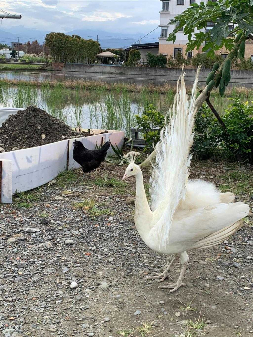 宜蘭員山鄉近幾日出現一隻通體雪白、羽毛飄逸的白孔雀在馬路上趴趴走，路人將影片PO上網後立即圈粉無數，引發網友熱議。（圖／游姓飼主提供）