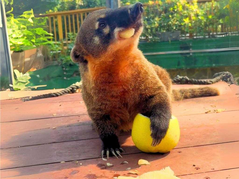 長鼻浣熊抓取柚子果肉往嘴裡塞，吃得津津有味。（圖／高市觀光局）