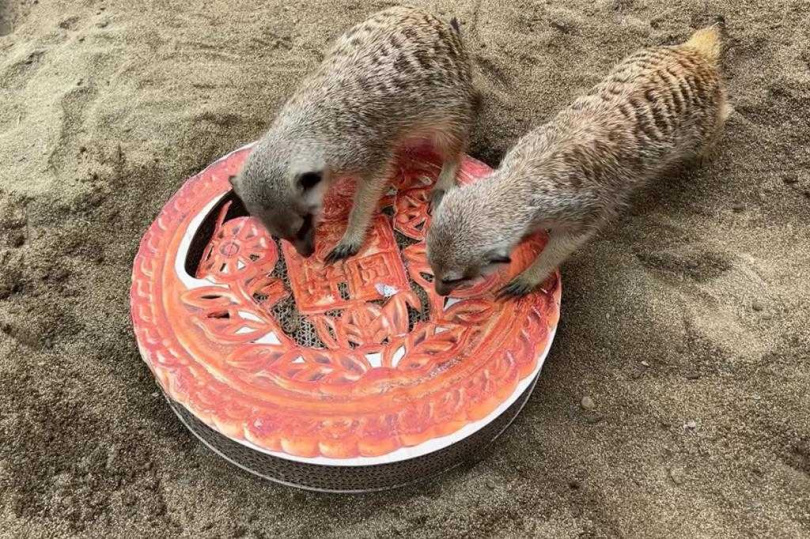 狐獴使用利爪挖取藏在月餅內的麵包蟲及大麥蟲。（圖／高市觀光局）