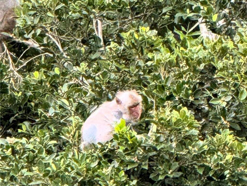 台灣獼猴全身光禿禿，僅剩一層表皮外露，疑罹患皮膚病。（民眾提供／蕭嘉蕙台東傳真）