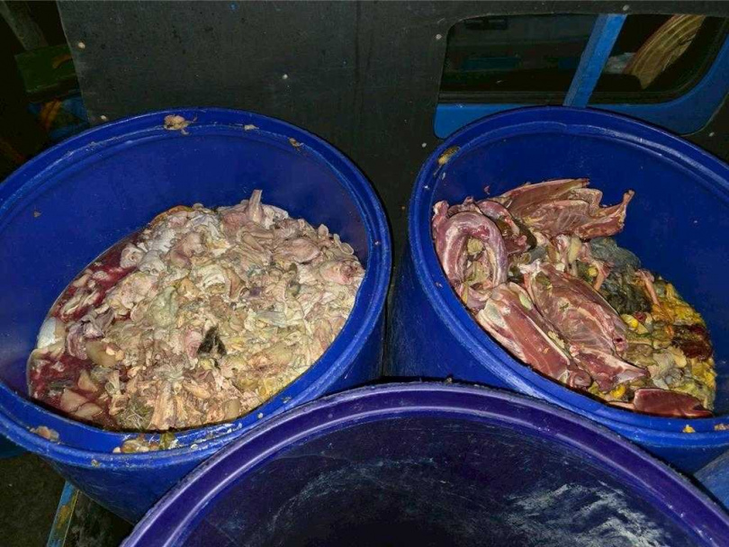 新北市府聯合稽查小組今（6）日清晨前往林口區養豬場稽查，查獲2場餵食豬隻未蒸煮廚餘。（圖／新北市動保處）