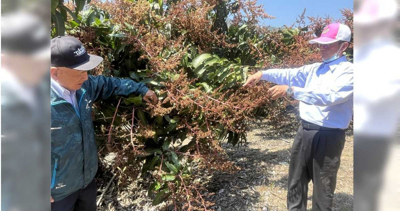 桃源金煌芒果的開花情況良好，農民們信心滿滿，期待能有一個豐收的季節，然而，接連的寒流讓花朵無法順利授粉，花瓣發黑、枯萎，大片花蕊因此損壞，農民們的希望隨之破滅。（圖／中國時報林雅惠攝）