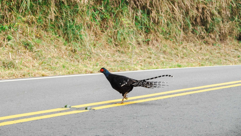 黑長尾雉。（圖／翻攝自Facebook／玉山國家公園）