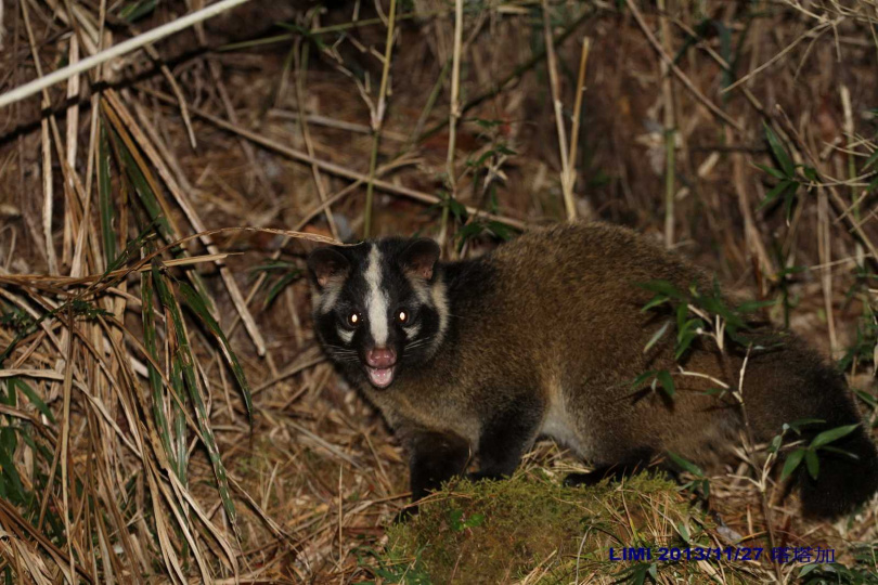 白鼻心。（圖／翻攝自Facebook／玉山國家公園）