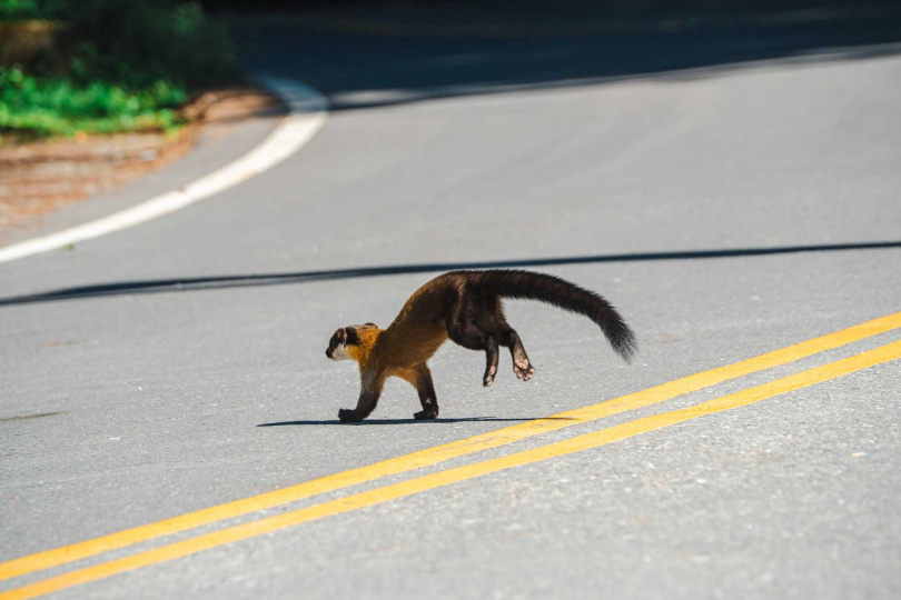 黃喉貂。（圖／翻攝自Facebook／玉山國家公園）