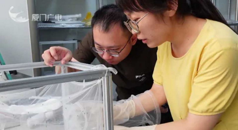 團隊每年要做5至7種的蚊藥劑、3種幼蟲藥劑的監測實驗。（圖／翻攝自廈視新聞）