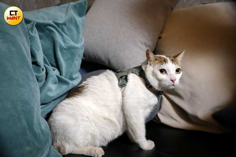 秋咪的年紀之謎讓黃新皓哭笑不得。（圖／侯世駿攝）