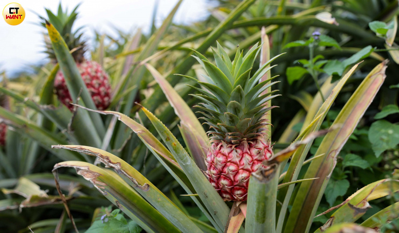 花蓮縣瑞穗鄉是鳳梨主要產地之一，當地鳳梨花更因色彩鮮豔，在春節時備受歡迎，卻成為黃玟偉詐騙農民的標的之一。（圖／黃耀徵攝）