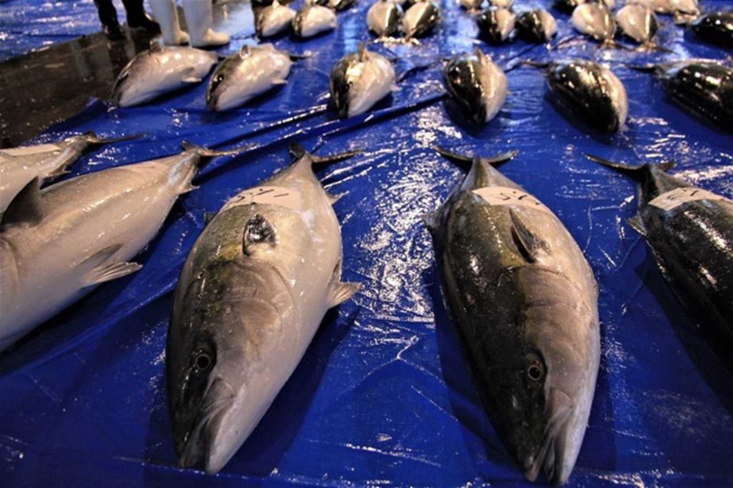 日本鹿兒島「寒鰤」是不少老饕最愛。（圖／冰見市）