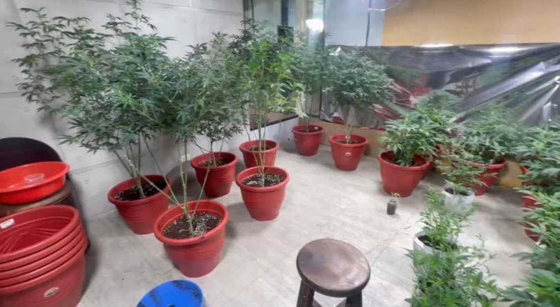 吳男種植的大麻株多達870株,市價逾6000萬元。(圖/翻攝畫面)