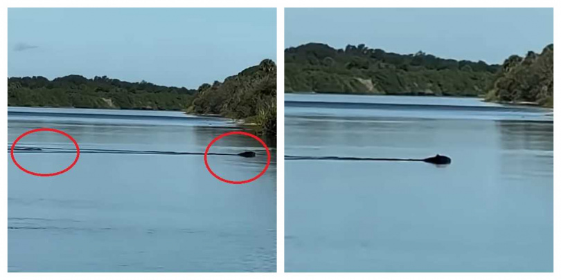 黑熊持續朝岸邊游去,短吻鱷則保持在後方,兩種大型野生動物罕見同時出現在河中。(圖/翻攝自IG,captjustinmorgan)