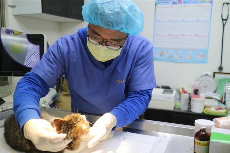 虎斑白貓經獸醫師群聯合手術治療後已恢復健康。(圖/新北市動保處提供)