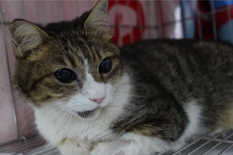 經獸醫師緊急手術治療,目前在中和動物之家等待認養。(圖/新北市動保處提供)